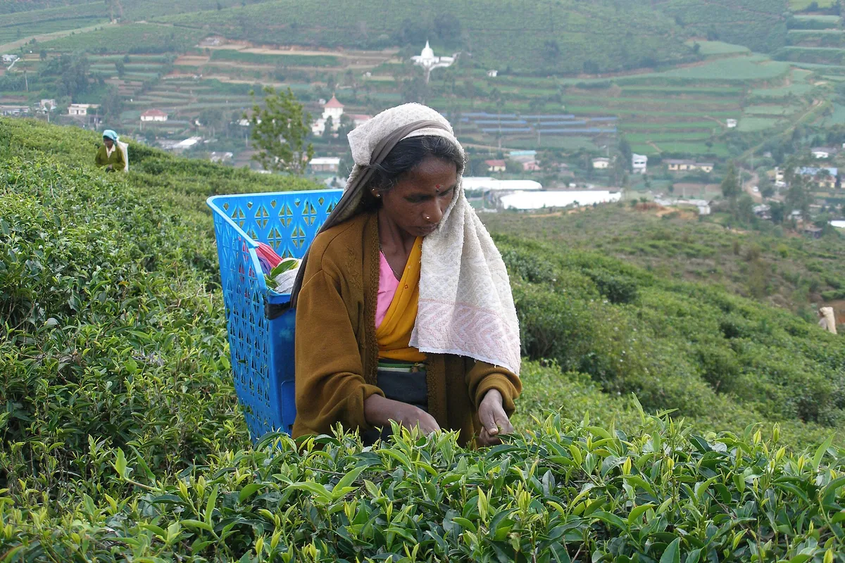 Tea plucker in the hill country, Sri Lanka – Island Walkers